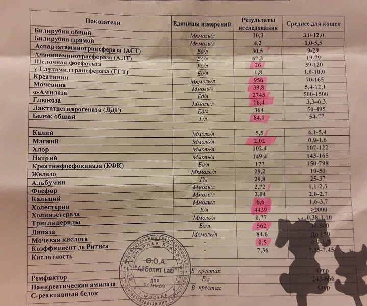 Норма креатинина у собак. Норма креатинина у кошек. Показатели креатинина при почечной недостаточности у собак. Креатинин у кошек норма. Норма показателя креатинина у кота.