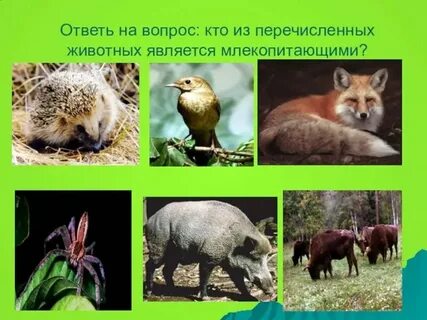 Какое из перечисленных животных во взрослом