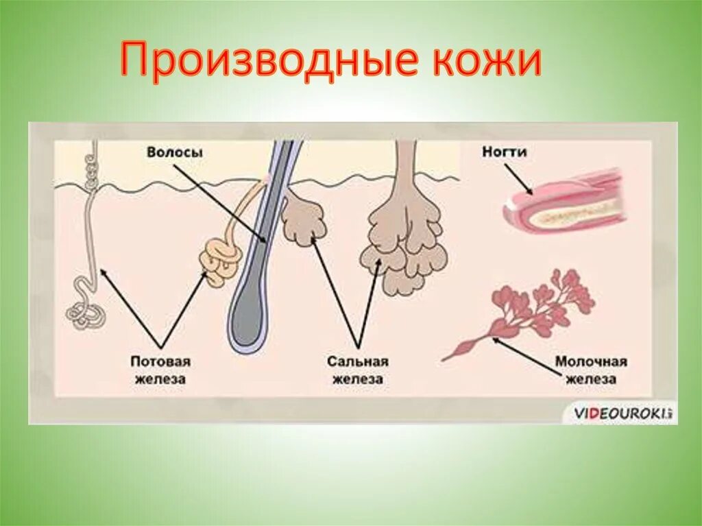 Кожа и ее производные анатомия. Производные кожи потовые железы. Строение кожи потовая железа. Строение производных кожи. Какие функции потовых и сальных желез