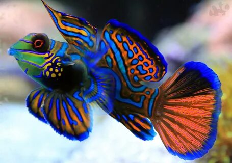 Mandarin fish swims photo and wallpaper. Cute Mandarin fish swims pictures