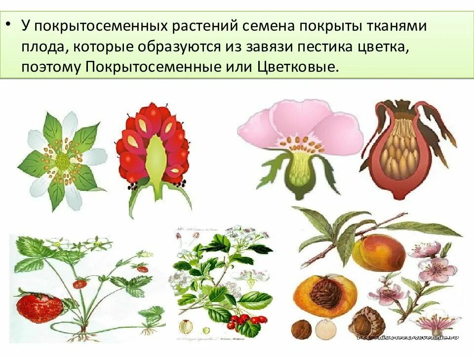 Покрытосеменные имеют семена. Семена и плоды покрытосеменных. Покрытосеменные растения цветок плод семя. Покрытото семеныерастения. Покрытосеменные цветки плоды семена.