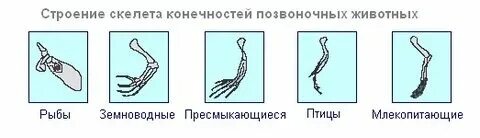 Какие ткани встречаются у позвоночных