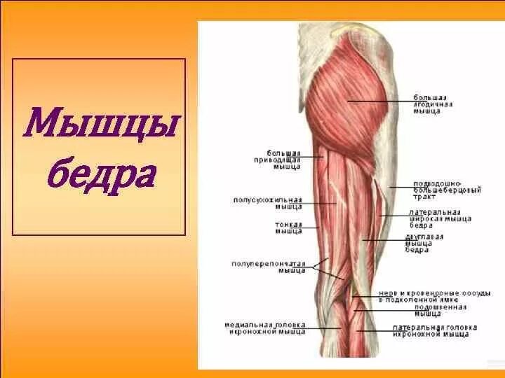 Бедра где находится. Строение мышц задней поверхности бедра. задняя группа мышц нижней конечности. мышцы нижней конечности бедра. мышцы бедра задняя группа глубокий слой.