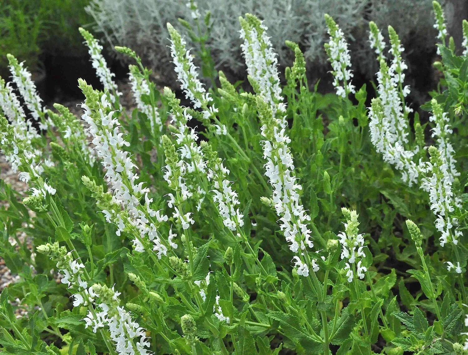 Шалфей дубравный шнеехюгель. Шалфей дубравный (salvia nemorosa `schneehugel`). Шалфей дубравный 'schneehugel'. Шалфей дубравный 'schneehugel'. Сальвия дубравная (шалфей) шнеехёгль.