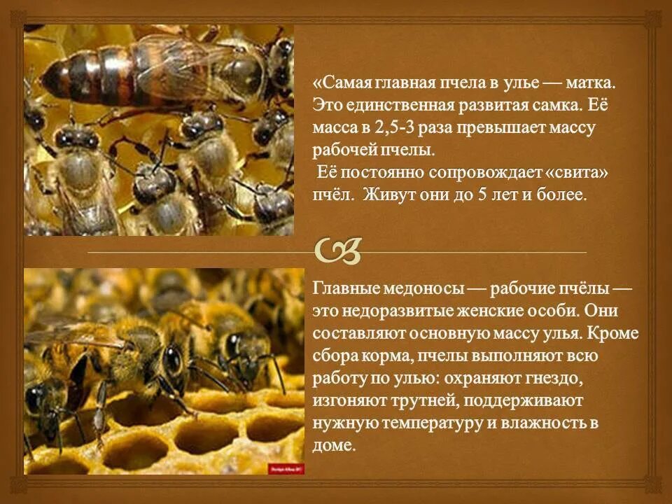 Пчела матка трутень. Пчели семья матка трутень. Медоносная пчела матка трутень рабочая пчела. Трутни в пчелиной семье.