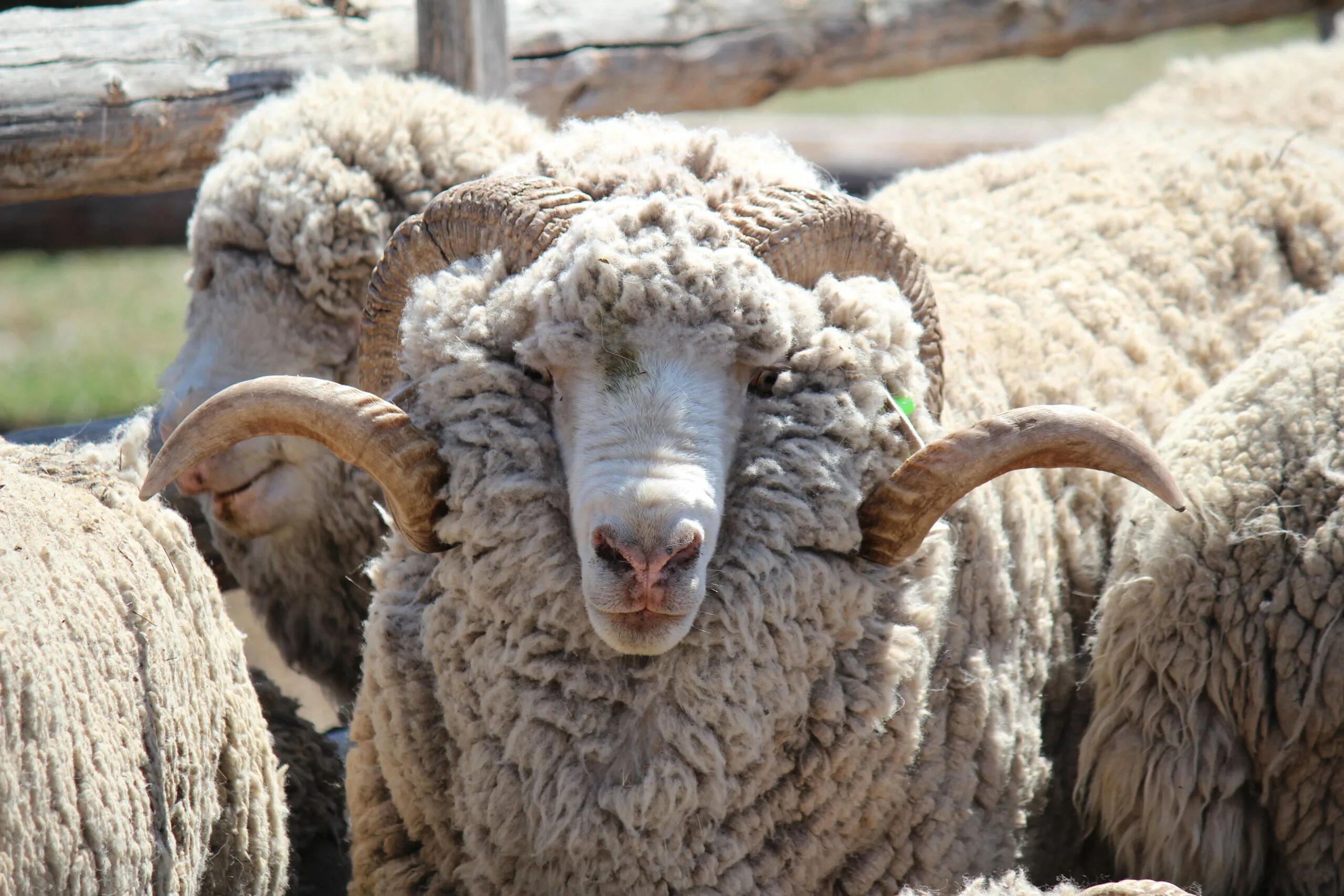 Асканийскую породу тонкорунных овец. Асканийская порода овец. Асканийская порода Баранов. Асканийский Рамбулье. Порода овец меринос