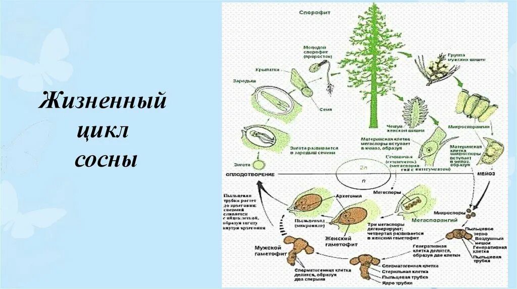 Спорофит сколько хромосом. Цикл развития голосеменных схема. Цикл сосны обыкновенной схема. Жизненный цикл голосеменных ЕГЭ схема. Жизненный цикл развития сосны.