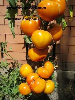 Томаты загадка природы характеристика