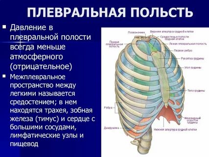 Грудная апертура