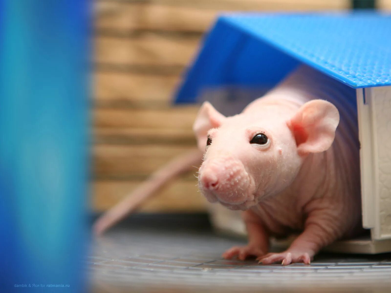 ратмания попона для крысы. крыса спит. крыса держит в лапах. игрушки для крыс ратмания. ратмания крысы.