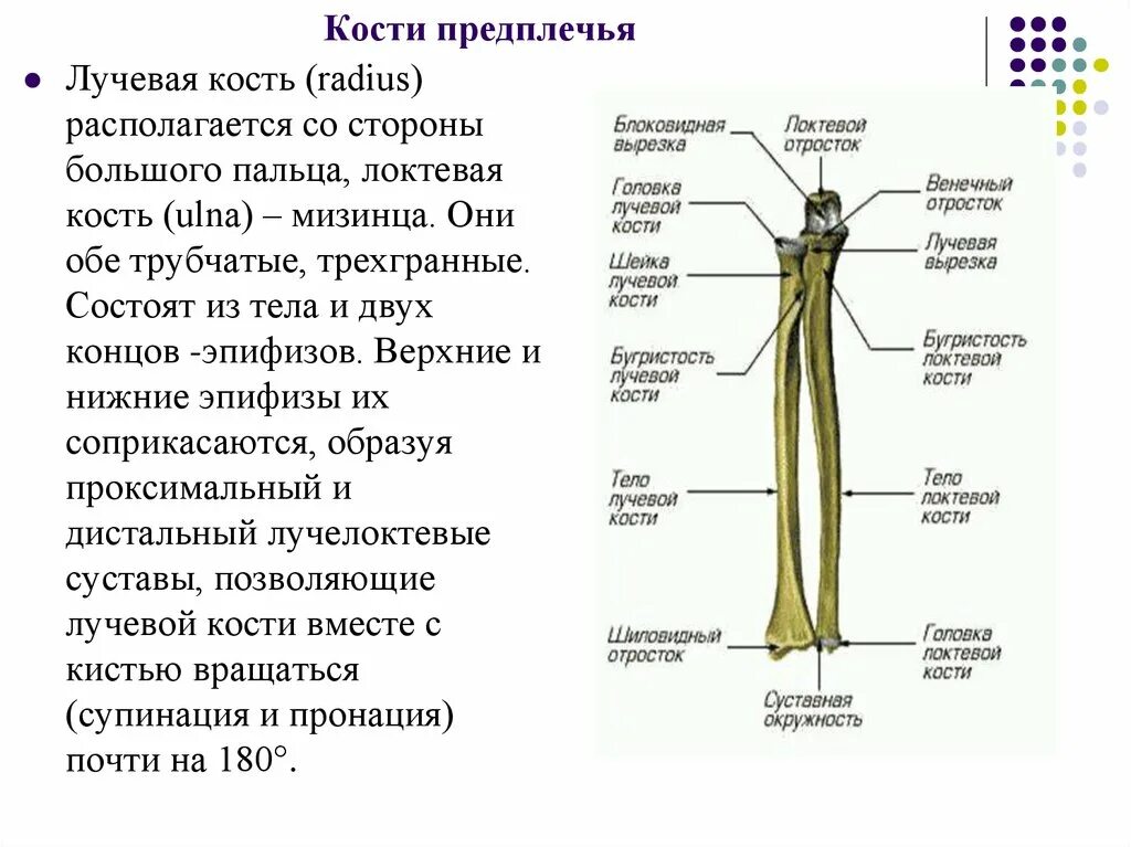 Лучевая кость предплечья строение. Кости предплечья анатомия строение. Кости предплечья локтевая кость кость анатомия. Локтевая и лучевая кость анатомия человека строение.
