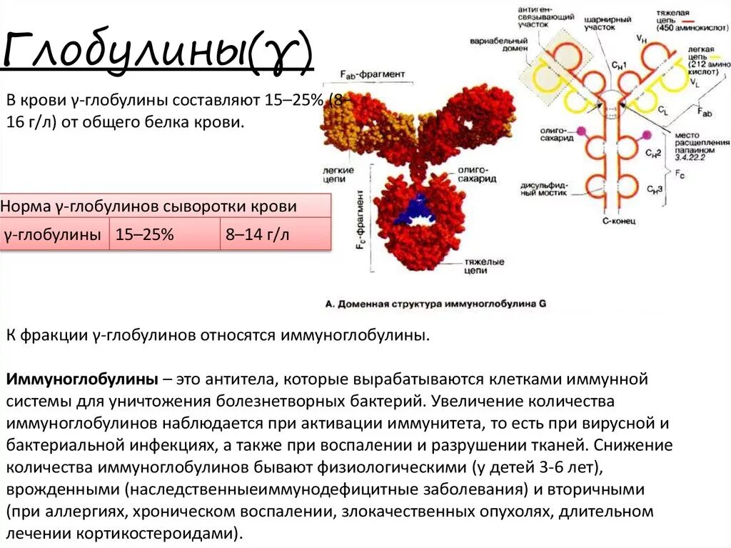 Пониженные глобулины в крови. Гамма глобулины это иммуноглобулины. Гамма глобулины функции. Гамма иммуноглобулин функции. Функции бета и гамма глобулины.