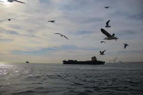 Синяя птица море белое море черное
