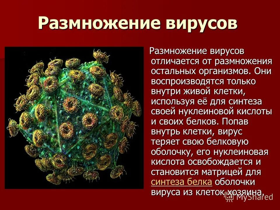 Этапы размножения вирусов. Размножение вирусов кратко. Размножение вируса в клетке хозяина. Вирусы размножаются в клетках организма. Стадии размножения вирусов в клетке.