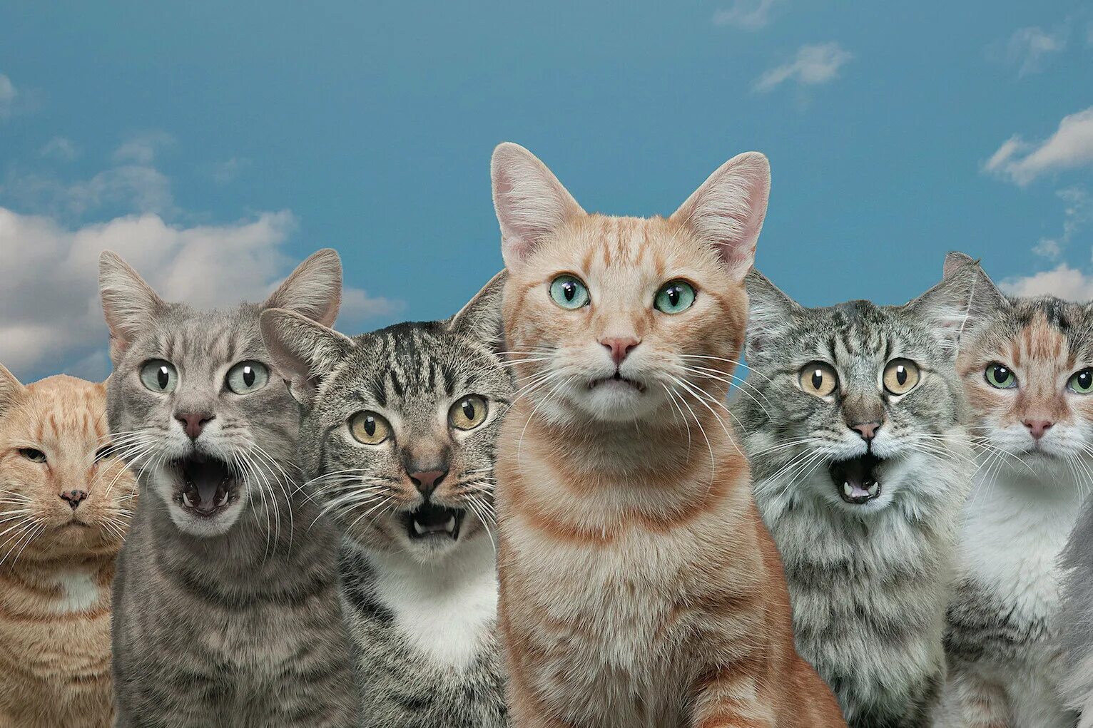 5 говорящих кошек. Коты разных национальностей. Мяу. Кошки разного возраста на одном фото. Все времена с котиками.