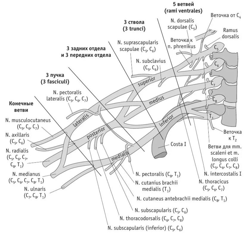 Пучки плечевого сплетения схема. Ветви плечевого сплетения схема. Нервы Пучков плечевого сплетения. Нервы плечевого сплетения анатомия.
