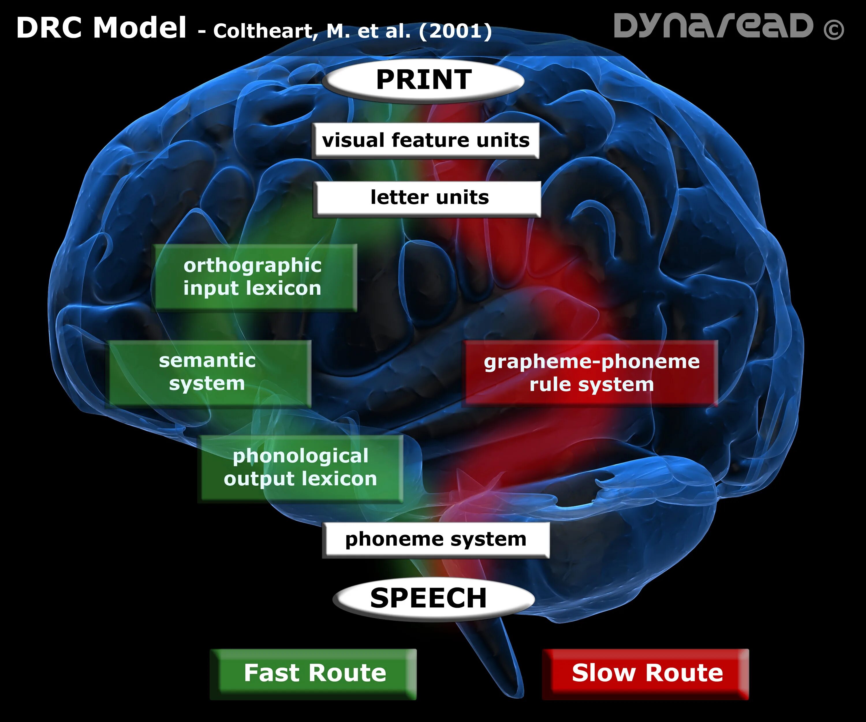 Insight Dyslexia. Acquired Dyslexia,. Model 2 reading