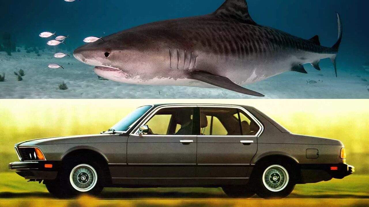 Как выглядит машина акула Hydro Attack Semi-Submersible Shark Ride Queenstown YouTube