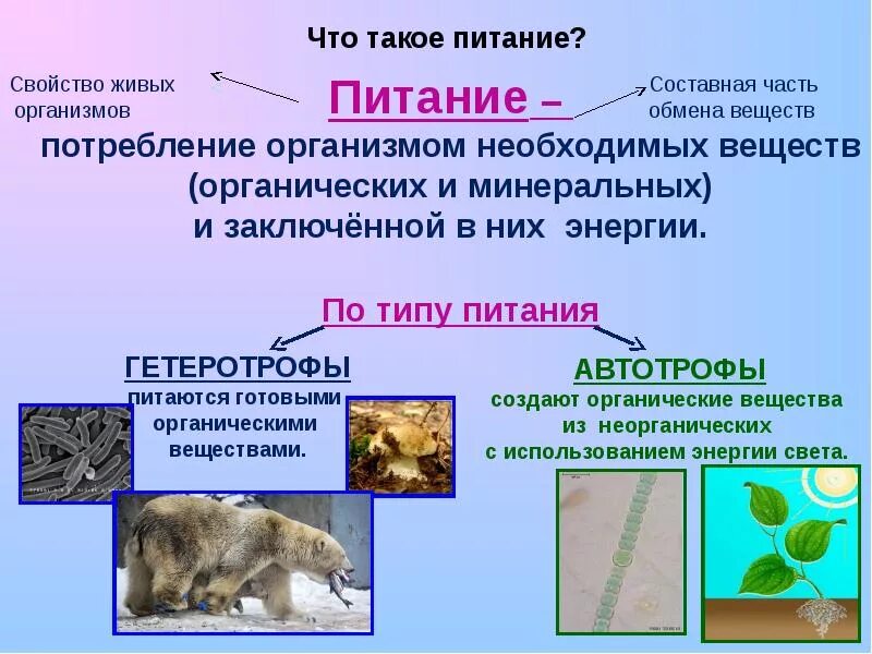 Признак питания животных. Питание животных. питание животных биология. способы питания животных. питание животных 6 класс.