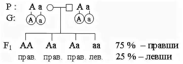 Вайнберг задачи по генетике с ответами. При скрещивании гетерозиготных красноплодных томатов. 1 Закон Менделя и 2 закон Менделя. Задачи на генетику правша Левша.