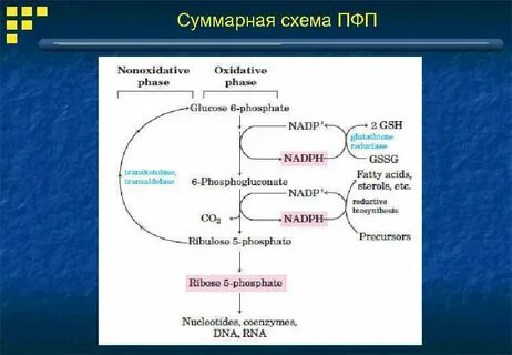 Схема биохимия