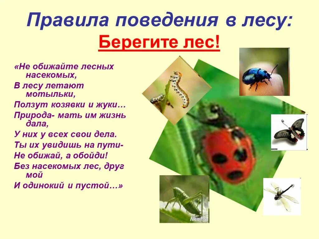 Правила поведения в Дему. Насекомые для дошкольников. Правила поведения с насекомыми. Берегите насекомых.