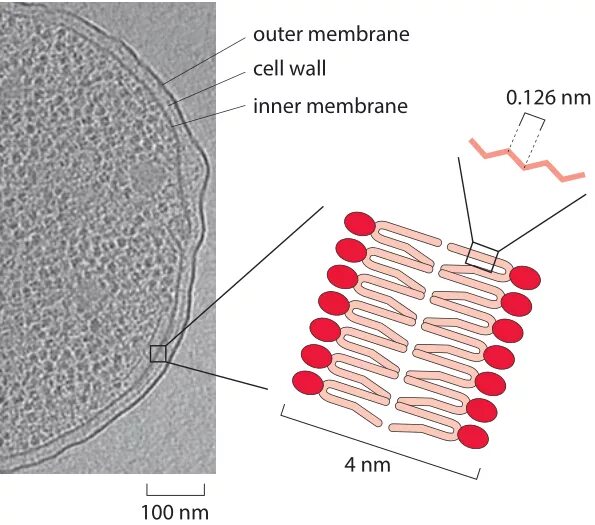 Membrane перевод. Cell wall and cell membrane. inner and outer membran под микроскопом. cell wall and cell membrane differences. cell membrane damage.