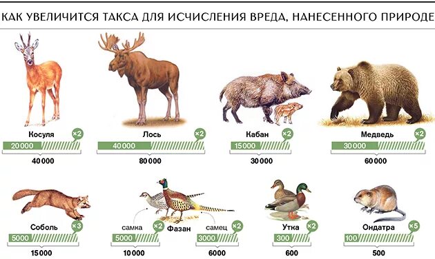 Таблица штрафов за сбитых животных. Сколько штраф за медведя. Сколько штраф за медведя. Штрафы за сбитых животных 2021 на дороге. Расценки штрафов за сбитых животных.