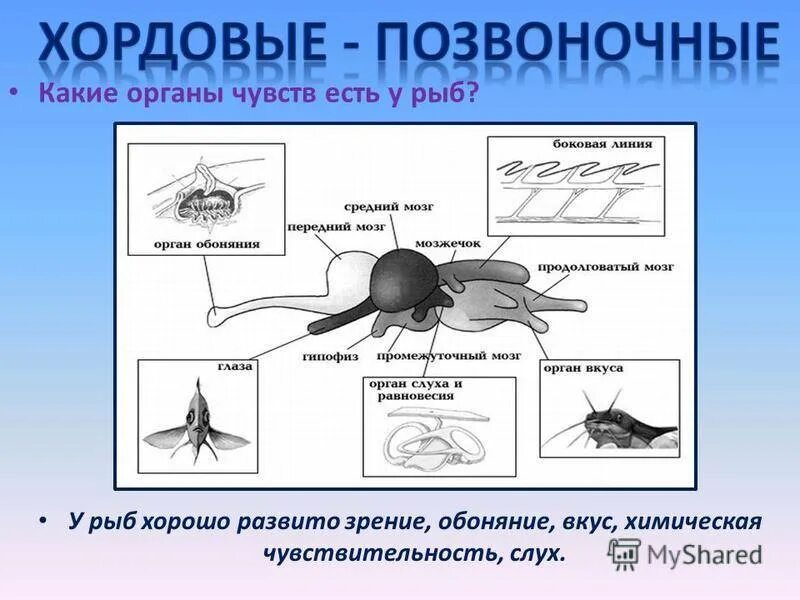 Развитые органы чувств у птиц. Органы чувств рыб строение. Органы чувств хордовых животных. Органы органов чувств у рыб. Органы чувств рыбы схема.