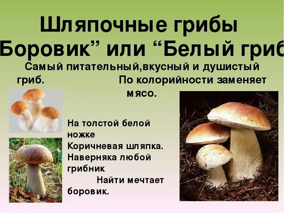 Съедобные Шляпочные грибы. Шляпочные грибы высшие грибы. Шляпочные грибы 5 класс биология. Функции частей шляпочных грибов.