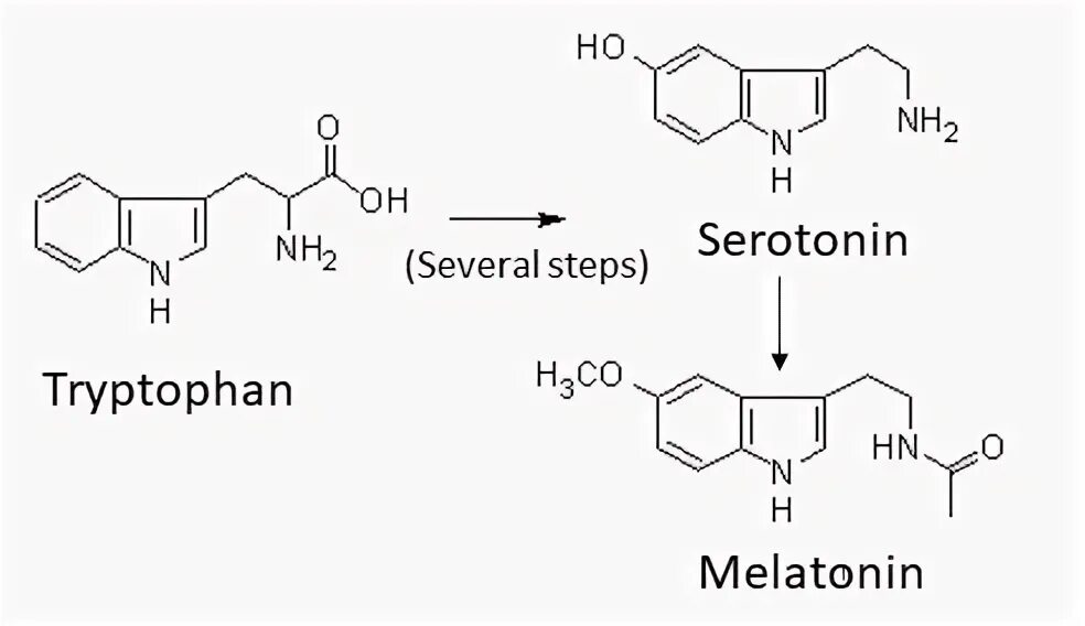 Синтез мелатонина. Триптофан серотонин мелатонин. Синтез мелатонина из триптофана. Триптофан, мелатонин, 5-Htp, серотонин. Триптофан - 5 Htp серотонин.
