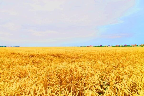 Красивые фотографии золотого поля. В м каратай золотая рожь. Золотое поле стихотворение. Переславль залесский поле пшеницы. Проект про кубань.