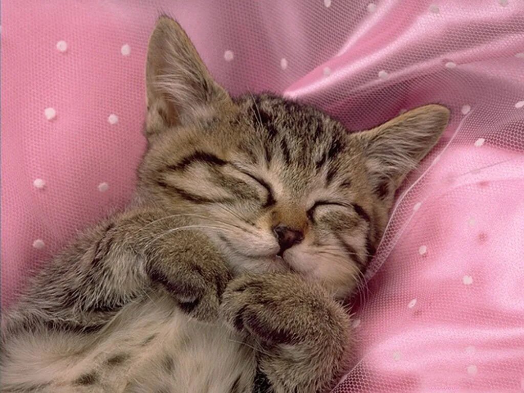 Спящие котята. Пушистых снов. Спокойной ночи котики. Котенок. Спокойной ночи!. Киса ночью