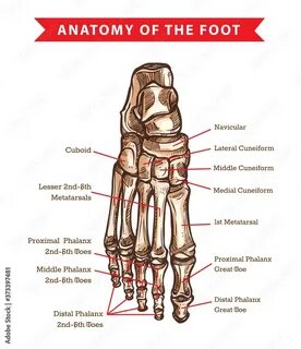 Foot это сколько