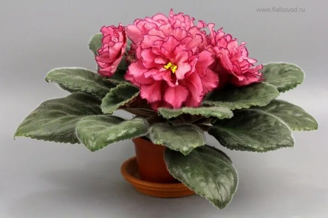 Фиалка розовый абсолют. Ватт синяя роскошь фиалка. Сенполия ав роскошь. Фиалка ав роскошь. Фиалка ав 776-21.