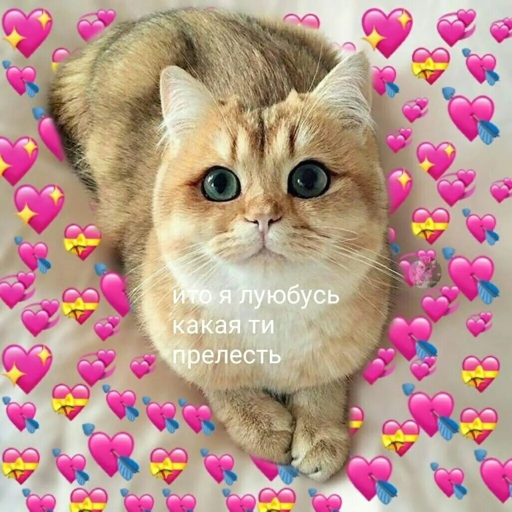 Милые картинки с котиками и сердечками. Котики с сердечками. милые котики с сердечк. милый котик с сердечками. милые котики с сердечками.