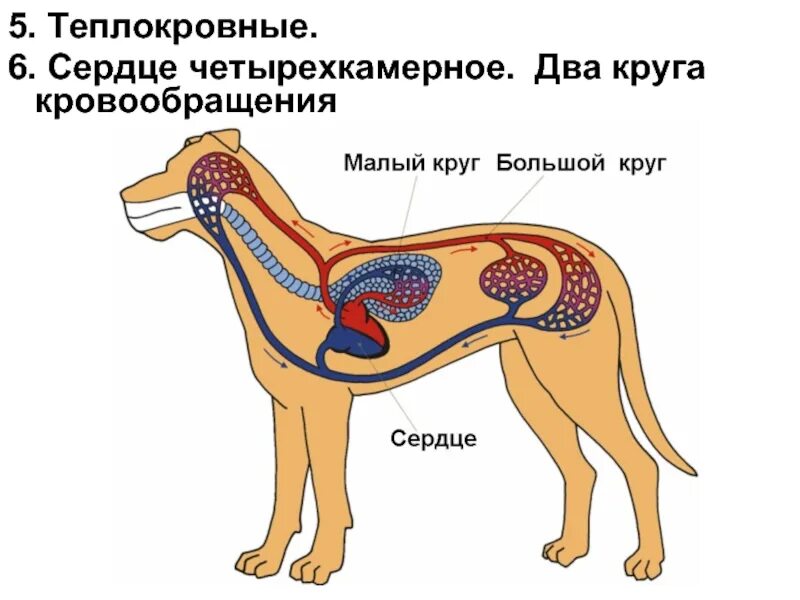 Какая кровь поступает у млекопитающих. Круги кровообращения собаки. Система кровообращения млекопитающих. Круги кровообращения животных схема. Круги кровообращения млекопитающих.