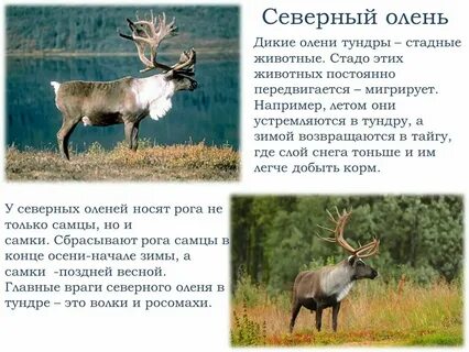 Какие отношения между северным оленем и сыроежкой
