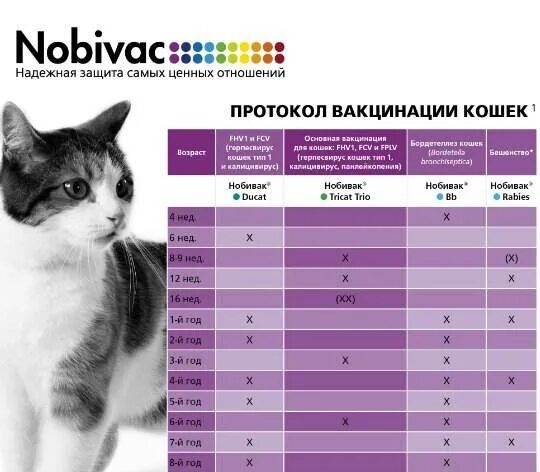 Первая прививка котенку возраст. Схема вакцинации кошек Нобивак. Схема вакцинации котов Нобивак. Схема вакцинации котят нобиваком. Календарь прививок для кошек.