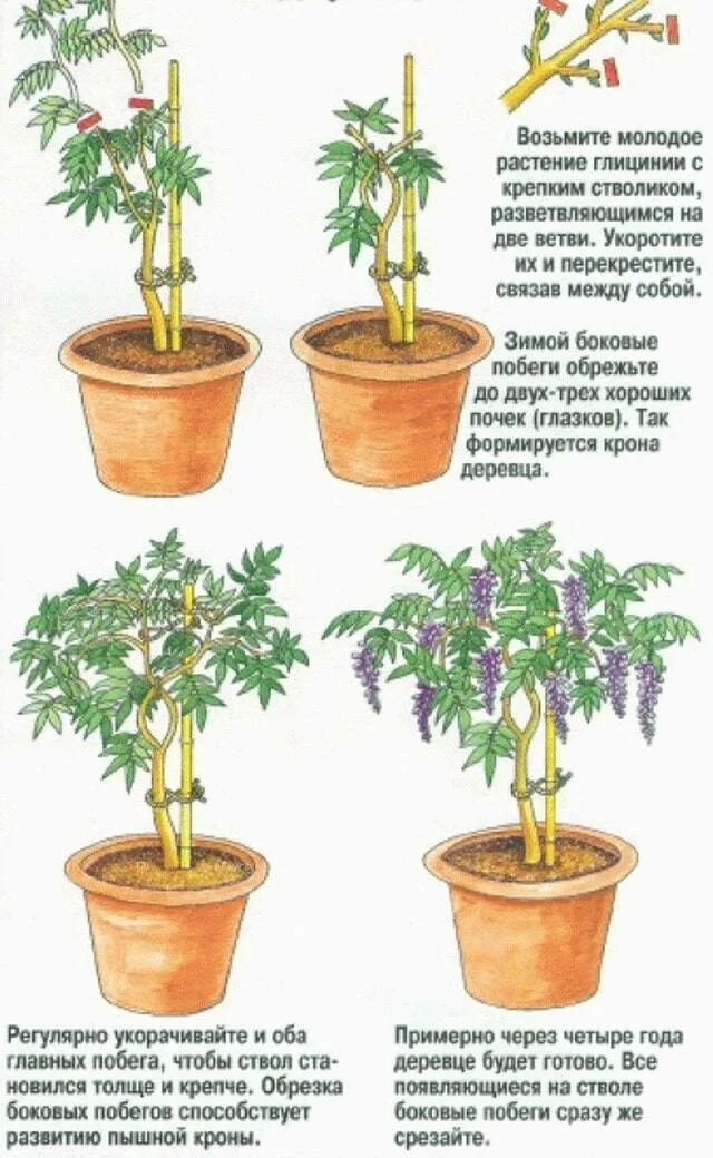 Обрезка роз флорибунда весной. Как формировать цветы. Гибискус бенджамина. Фуксия ампельная прищипывание. Прищипка мандарина.