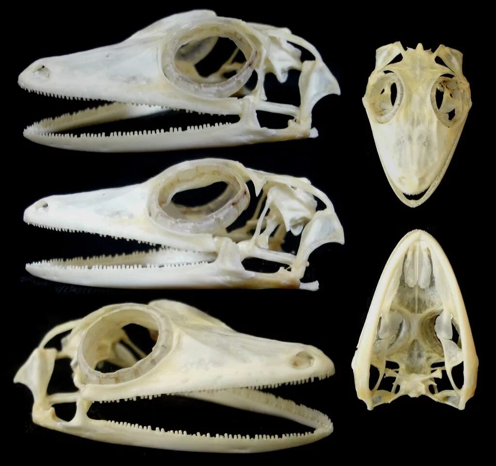 Череп ящерицы Lacerta. Череп и зубы комодского варана. Череп нильского варана. Челюсть ящерицы. Сравните череп ящерицы и череп собаки