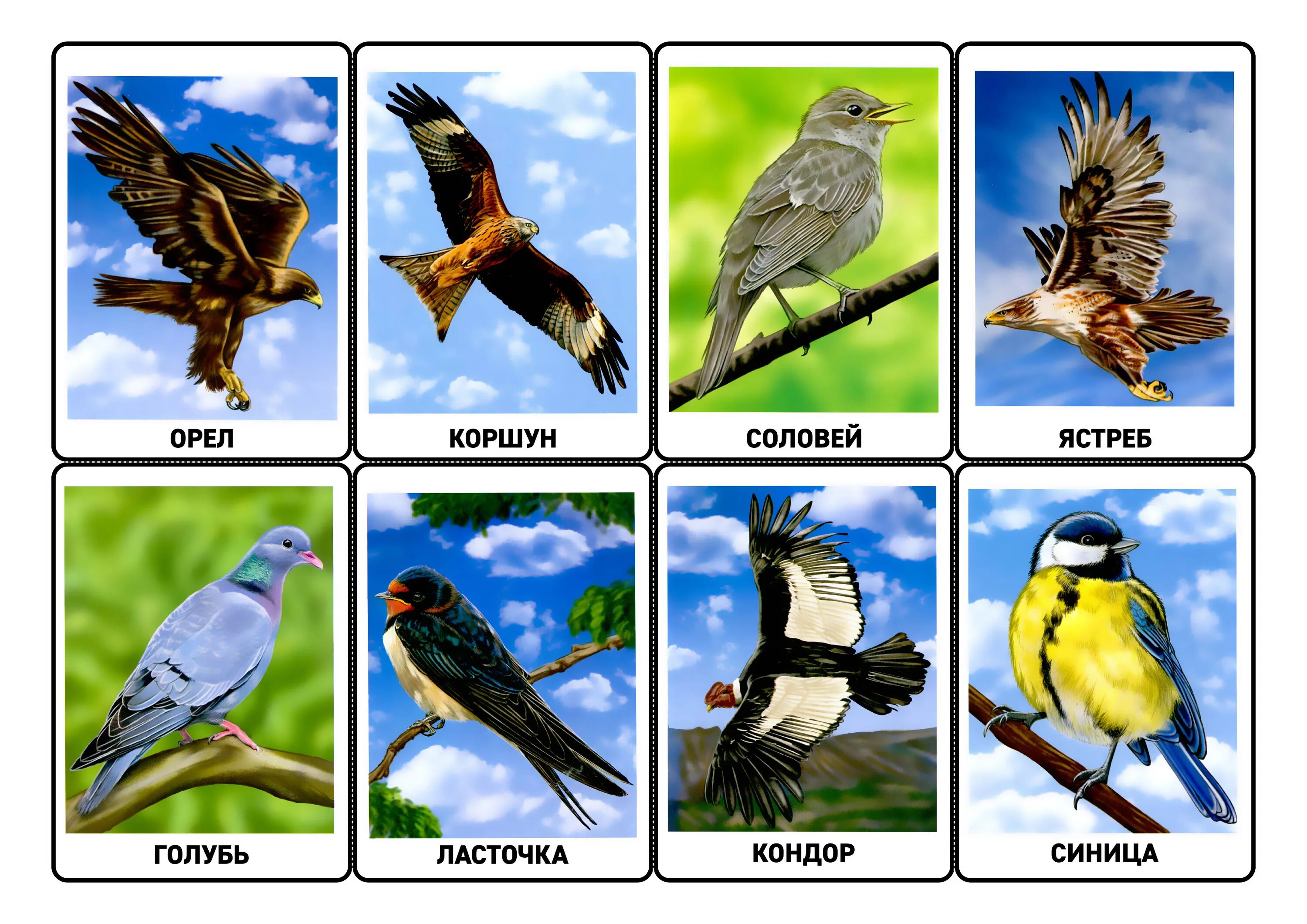 Звуки птиц с названиями. Карточки "птицы". Обучающие карточки "птицы". Карточки птицы для дошкольников. Обучающие карточки птицы для детей.