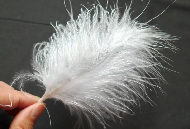 куриное перо. перья декоративные. пуховые перья. перья птиц. пуховые перья.