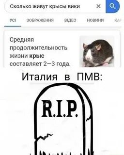 Средняя жизнь крысы