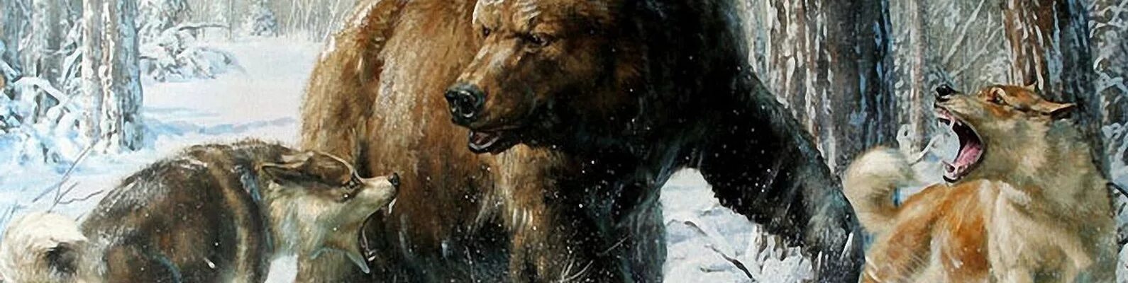 Волк против медведя