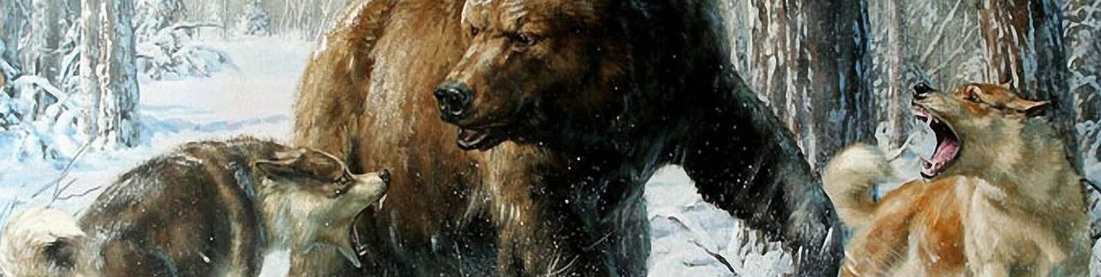 Западно сибирская лайка медведь. Карельская медвежья лайка. Загнанный медведь. Загнанный медведь. Медведь против белого медведя.