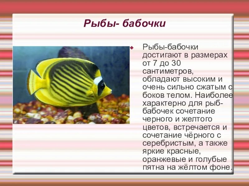 Сообщение про класс рыб. Рыба бабочка. Рыба бабочка доклад. Сообщение о рыбе бабочке. Доклад про рыб.