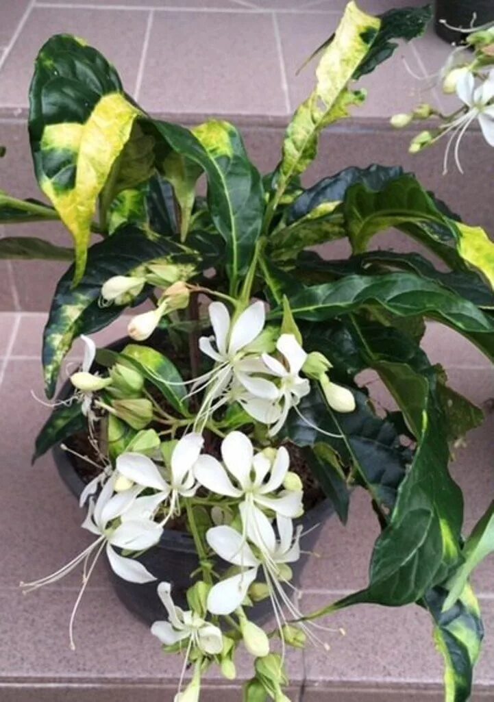 Клеродендрум инерме вариегата. Клеродендрум вариегата. Клеродендрум вариегатный. Клеродендрум томпсон а вариегатныц. Клеродендрум глабрум.