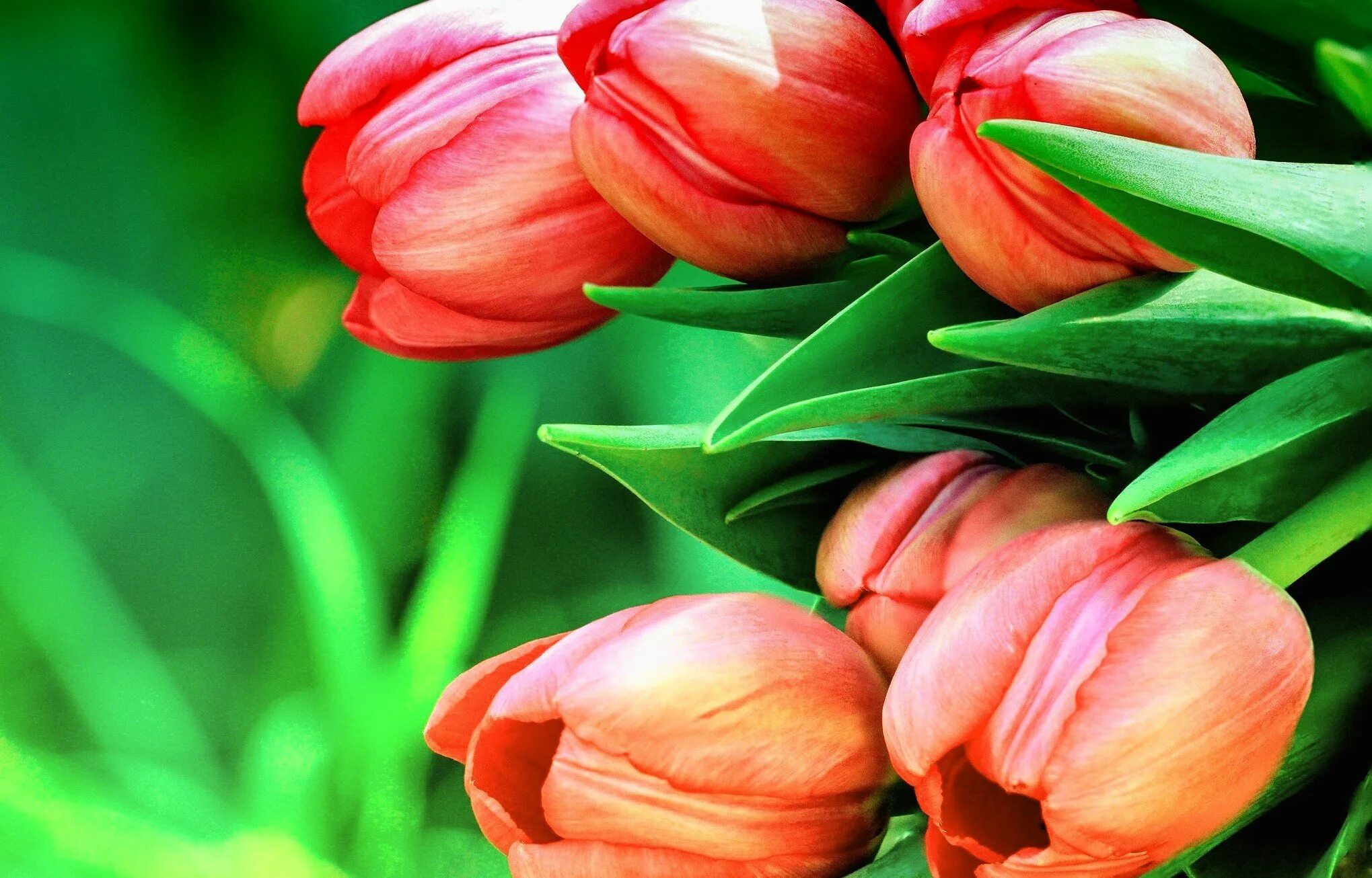 Покажи цветы тюльпаны. Цветы тюльпаны. Красивые тюльпаны. Картинки на рабочий стол тюльпаны.
