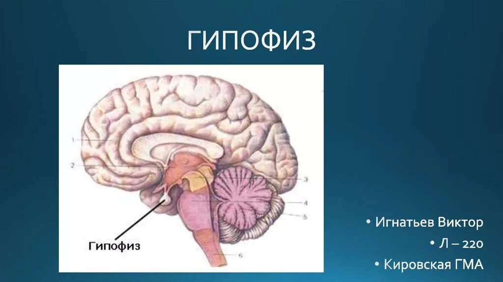 Гипофиз головного мозга анатомия. Головной мозг человека, гипофиз анатомия. Структура головного мозга гипофиз. Гипофиз головного мозга люди.